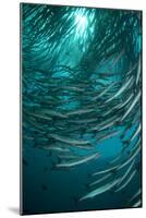 Blackfin Barracuda (Sphyraena qenie) shoal, forming 'tornado', Barracuda Point, Sipadan Island-Colin Marshall-Mounted Photographic Print