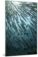 Blackfin Barracuda (Sphyraena qenie) shoal, swimming, Barracuda Point, Sipadan Island-Colin Marshall-Mounted Photographic Print