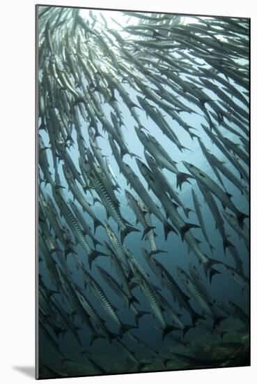 Blackfin Barracuda (Sphyraena qenie) shoal, swimming, Barracuda Point, Sipadan Island-Colin Marshall-Mounted Photographic Print