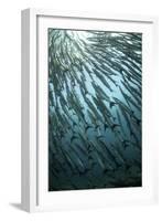 Blackfin Barracuda (Sphyraena qenie) shoal, swimming, Barracuda Point, Sipadan Island-Colin Marshall-Framed Photographic Print