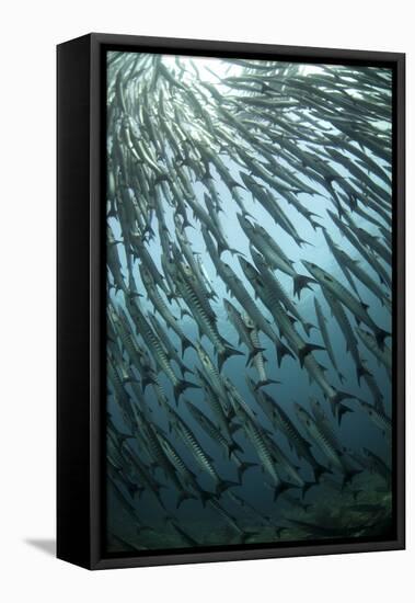 Blackfin Barracuda (Sphyraena qenie) shoal, swimming, Barracuda Point, Sipadan Island-Colin Marshall-Framed Stretched Canvas