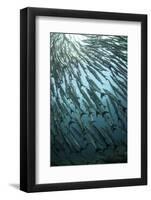 Blackfin Barracuda (Sphyraena qenie) shoal, swimming, Barracuda Point, Sipadan Island-Colin Marshall-Framed Photographic Print