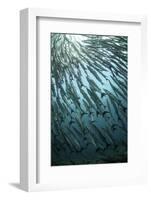 Blackfin Barracuda (Sphyraena qenie) shoal, swimming, Barracuda Point, Sipadan Island-Colin Marshall-Framed Photographic Print