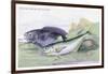 Blackfish and Pilas Fish-Robert Hamilton-Framed Art Print