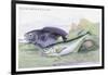 Blackfish and Pilas Fish-Robert Hamilton-Framed Art Print