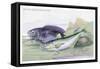 Blackfish and Pilas Fish-Robert Hamilton-Framed Stretched Canvas