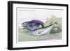 Blackfish and Pilas Fish-Robert Hamilton-Framed Art Print