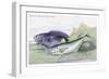 Blackfish and Pilas Fish-Robert Hamilton-Framed Art Print