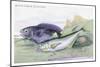 Blackfish and Pilas Fish-Robert Hamilton-Mounted Art Print