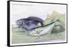 Blackfish and Pilas Fish-Robert Hamilton-Framed Stretched Canvas