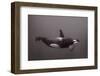 Blackfish-Serge Melesan-Framed Photographic Print