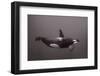 Blackfish-Serge Melesan-Framed Photographic Print