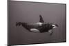 Blackfish-Serge Melesan-Mounted Photographic Print