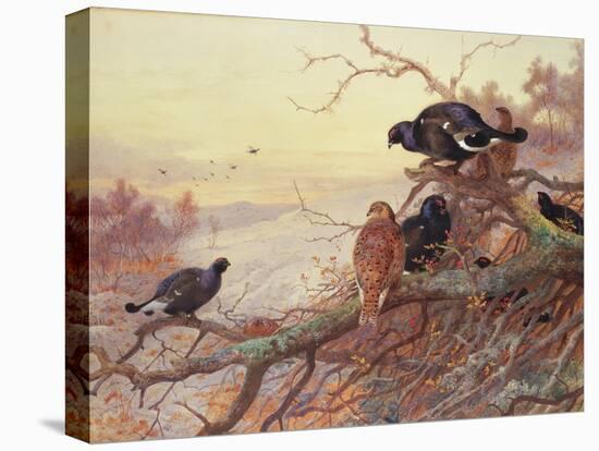 Blackgame in Winter-Archibald Thorburn-Stretched Canvas