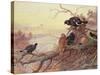 Blackgame in Winter-Archibald Thorburn-Stretched Canvas