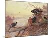 Blackgame in Winter-Archibald Thorburn-Mounted Giclee Print