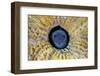 Blackhead blenny peering out from Brain coral, Cayman Islands-Alex Mustard-Framed Photographic Print