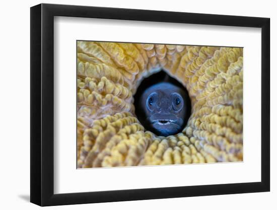 Blackhead blenny peering out from Brain coral, Cayman Islands-Alex Mustard-Framed Photographic Print