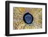 Blackhead blenny peering out from Brain coral, Cayman Islands-Alex Mustard-Framed Photographic Print