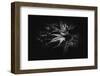 Blackmagic-Philippe Sainte-Laudy-Framed Photographic Print