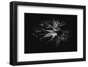 Blackmagic-Philippe Sainte-Laudy-Framed Photographic Print