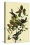 Blackpoll Warblers-John James Audubon-Stretched Canvas