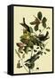 Blackpoll Warblers-John James Audubon-Framed Stretched Canvas