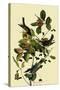 Blackpoll Warblers-John James Audubon-Stretched Canvas