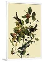 Blackpoll Warblers-John James Audubon-Framed Giclee Print