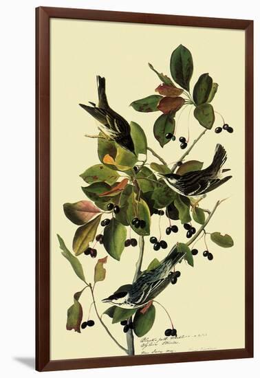 Blackpoll Warblers-John James Audubon-Framed Giclee Print