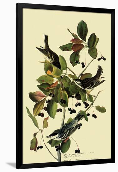Blackpoll Warblers-John James Audubon-Framed Giclee Print