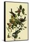 Blackpoll Warblers-John James Audubon-Framed Stretched Canvas
