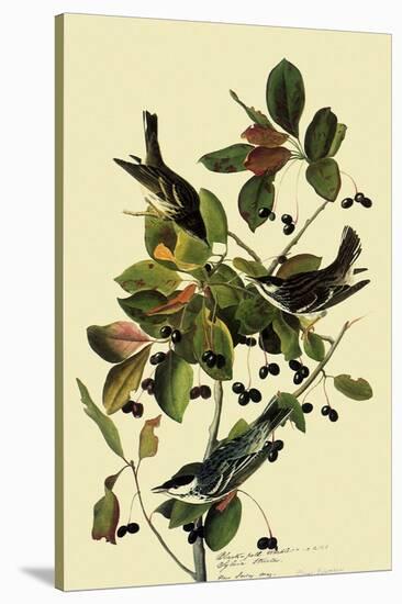 Blackpoll Warblers-John James Audubon-Stretched Canvas