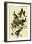 Blackpoll Warblers-John James Audubon-Framed Giclee Print