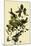 Blackpoll Warblers-John James Audubon-Mounted Giclee Print