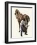 Blacksmith Fitting a Horseshoe, 1800s-null-Framed Giclee Print