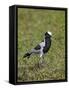 Blacksmith Plover (Blacksmith Lapwing) (Vanellus Armatus)-James Hager-Framed Stretched Canvas