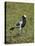 Blacksmith Plover (Blacksmith Lapwing) (Vanellus Armatus)-James Hager-Stretched Canvas