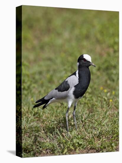 Blacksmith Plover (Blacksmith Lapwing) (Vanellus Armatus)-James Hager-Stretched Canvas