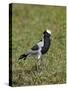 Blacksmith Plover (Blacksmith Lapwing) (Vanellus Armatus)-James Hager-Stretched Canvas