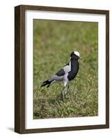 Blacksmith Plover (Blacksmith Lapwing) (Vanellus Armatus)-James Hager-Framed Photographic Print