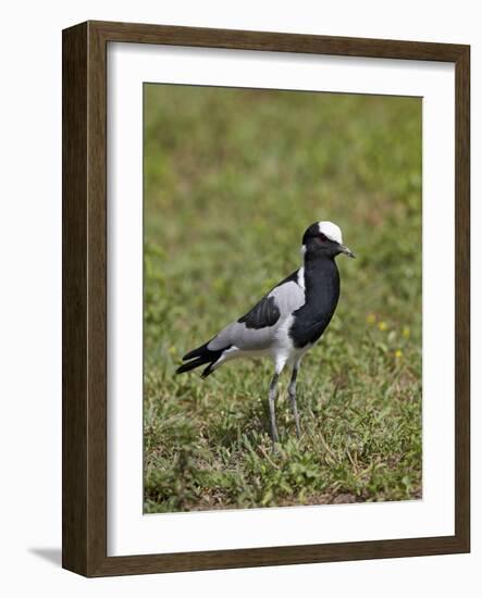 Blacksmith Plover (Blacksmith Lapwing) (Vanellus Armatus)-James Hager-Framed Photographic Print