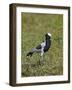 Blacksmith Plover (Blacksmith Lapwing) (Vanellus Armatus)-James Hager-Framed Photographic Print