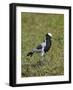 Blacksmith Plover (Blacksmith Lapwing) (Vanellus Armatus)-James Hager-Framed Photographic Print