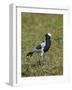 Blacksmith Plover (Blacksmith Lapwing) (Vanellus Armatus)-James Hager-Framed Photographic Print