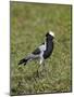 Blacksmith Plover (Blacksmith Lapwing) (Vanellus Armatus)-James Hager-Mounted Photographic Print