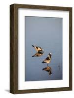 Blacksmith Plover-Michele Westmorland-Framed Photographic Print