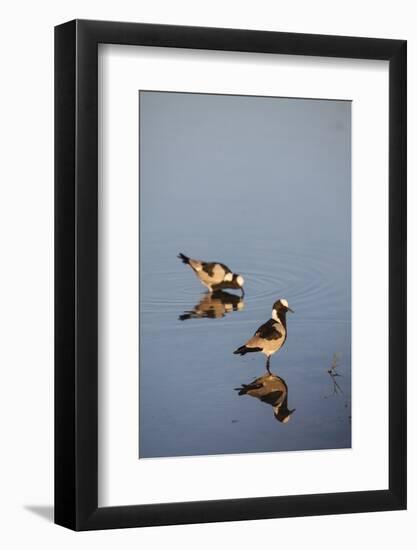 Blacksmith Plover-Michele Westmorland-Framed Photographic Print