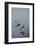 Blacksmith Plover-Michele Westmorland-Framed Photographic Print