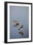 Blacksmith Plover-Michele Westmorland-Framed Photographic Print